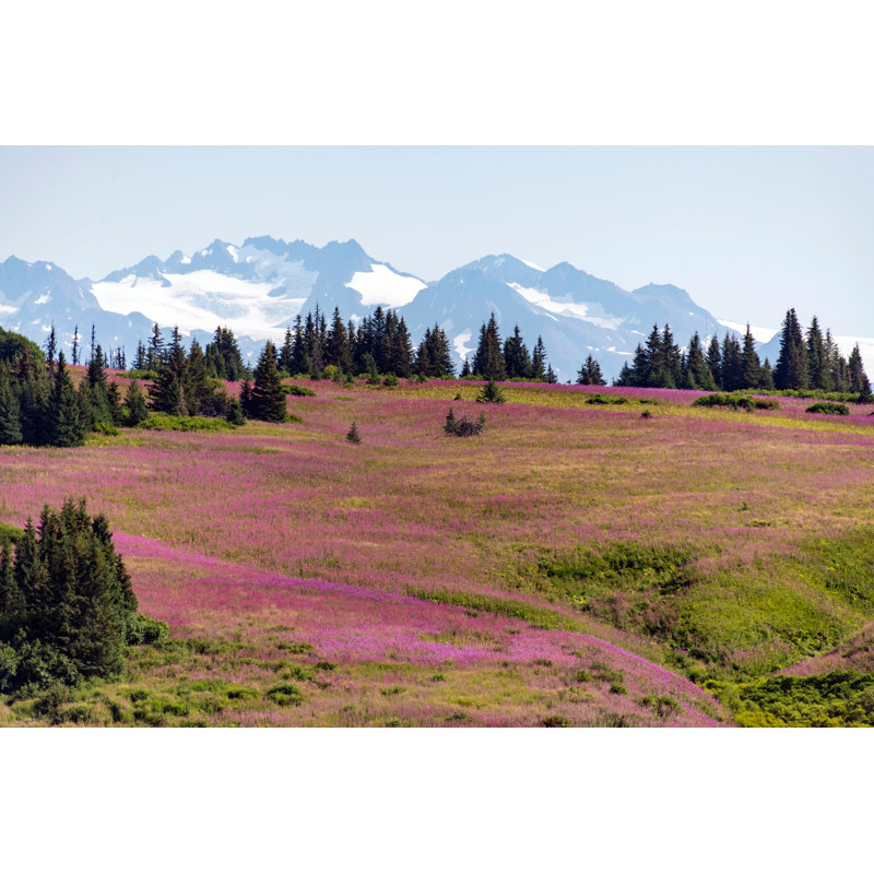 Alaska Fireweed - Photographie sur toile tendue, H 32 po x l 48 po