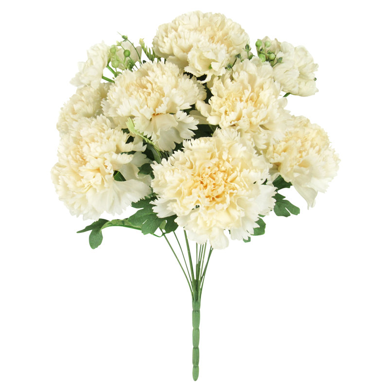 Oeillet, Blanc crème
