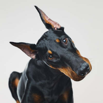 Dobermann dog 970090320
