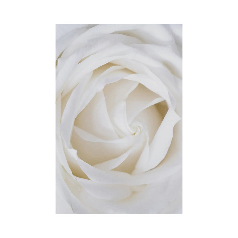 Roses blanches-reproduction de photo, Pas de tapis, Toile tendue, H 12 po x l 8 po x P 0,75 po