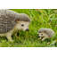 Mother & Baby Hedgehogs