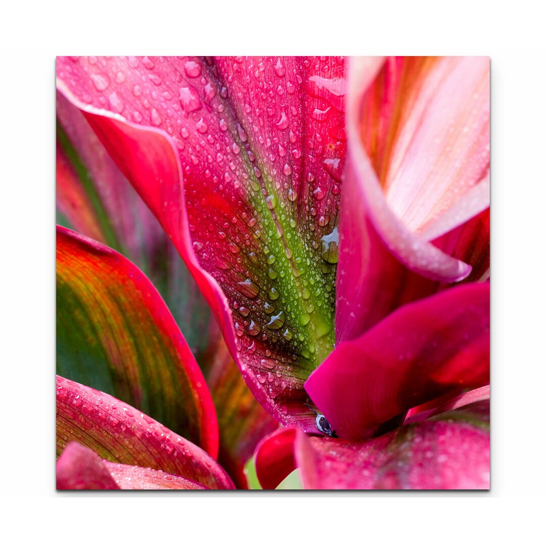 Leinwandbild Pinke Blume mit Regentropfen