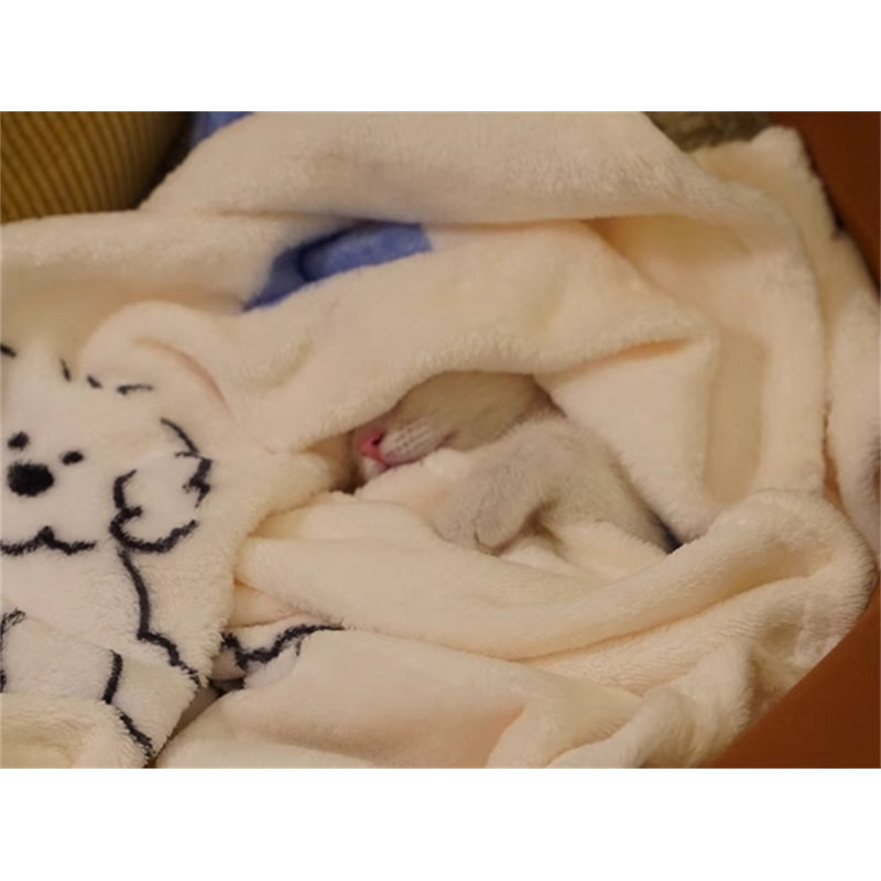 Dog Blankets