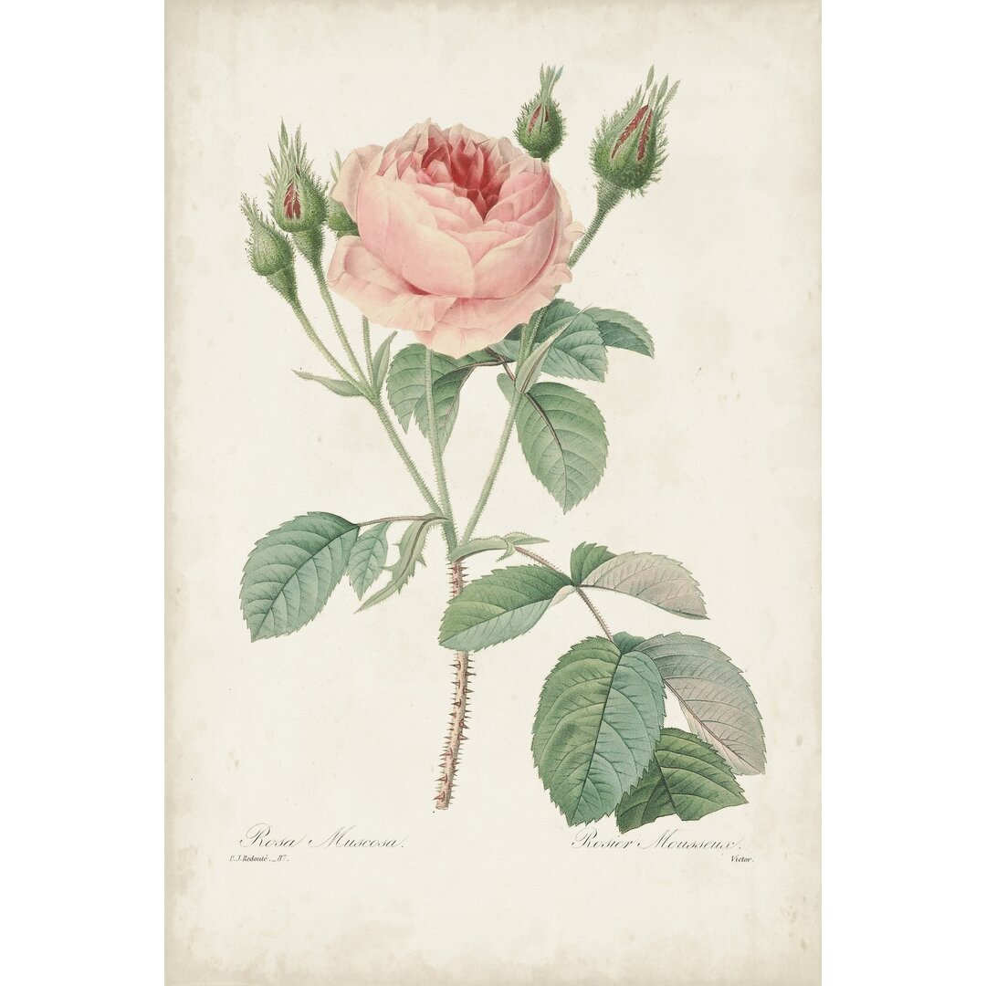 Leinwandbild Vintage Redoute Roses VI