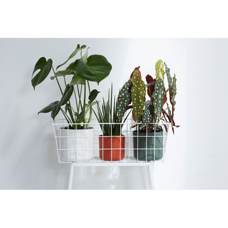 B.For Pot Planter, Leaf Green, 16.7cm H x 18.3cm W x 18.3cm D