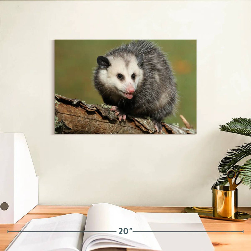 Brampt Angry Opossum, 8" H x 12" W