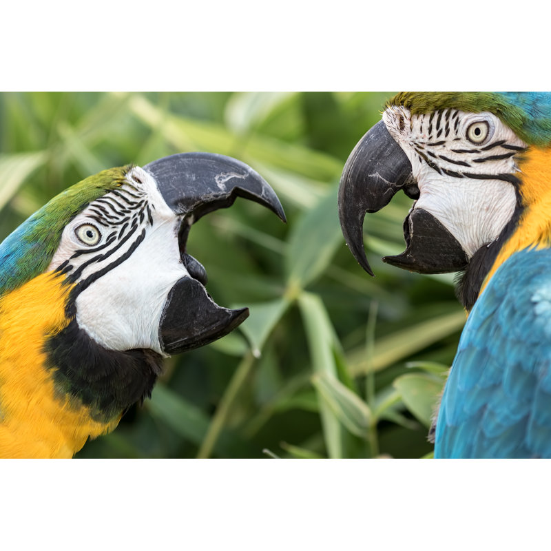 Domestic Squabble Fight Of Two Blue And Gold Macaw Parrots by Ian Dyball - Wrapped Canvas Print, 30.48cm H x 45.72cm W