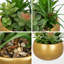 17.78cm Plant