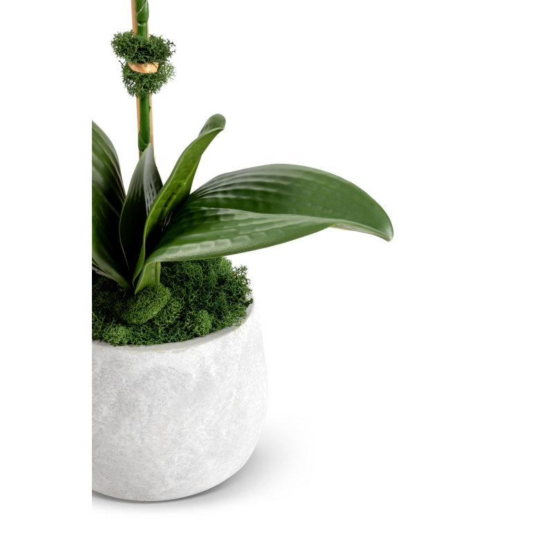 Wesley Realtouch Orchid in Cement Planter