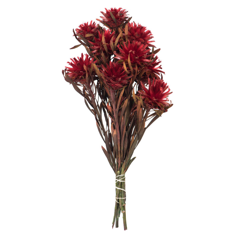 Preserved Plumosum Arrangement, Red