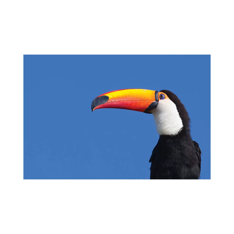 Toco Toucan Pantanal - Wrapped Canvas Print, 20.32cm H x 30.48cm W x 1.91cm D
