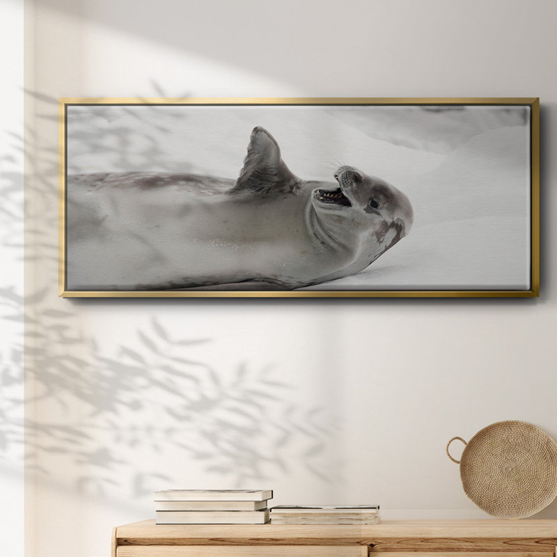 Laughing Seal- Framed Canvas