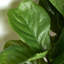 Artificial Fiddle Leaf Fig Tree With Realistic Leaves And Natural Trunk, Potted Tree 3Ft/5Ft/6Ft/7.2Ft-1456470998