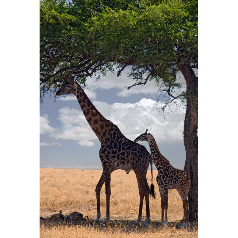 " Giraffes " by Kvv515Kvv, 48" H x 32" W  