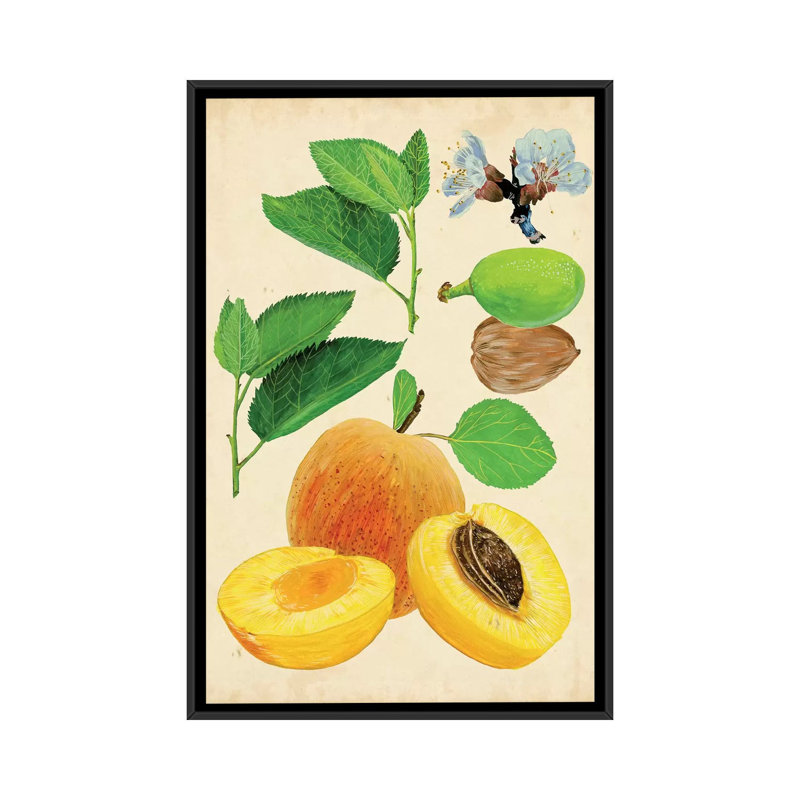 «Apricot Study I», reproduction d'impression sur toile tendue, H 26 po x l 18 po x P 1,5 po, Toile avec cadre noir