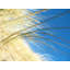 Dune Grasses Print by Petra Trimmel-65794476-65794479