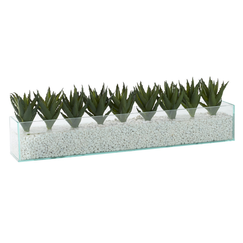 Mini plantes d'aloès en verre d'aquarium rectangulaire