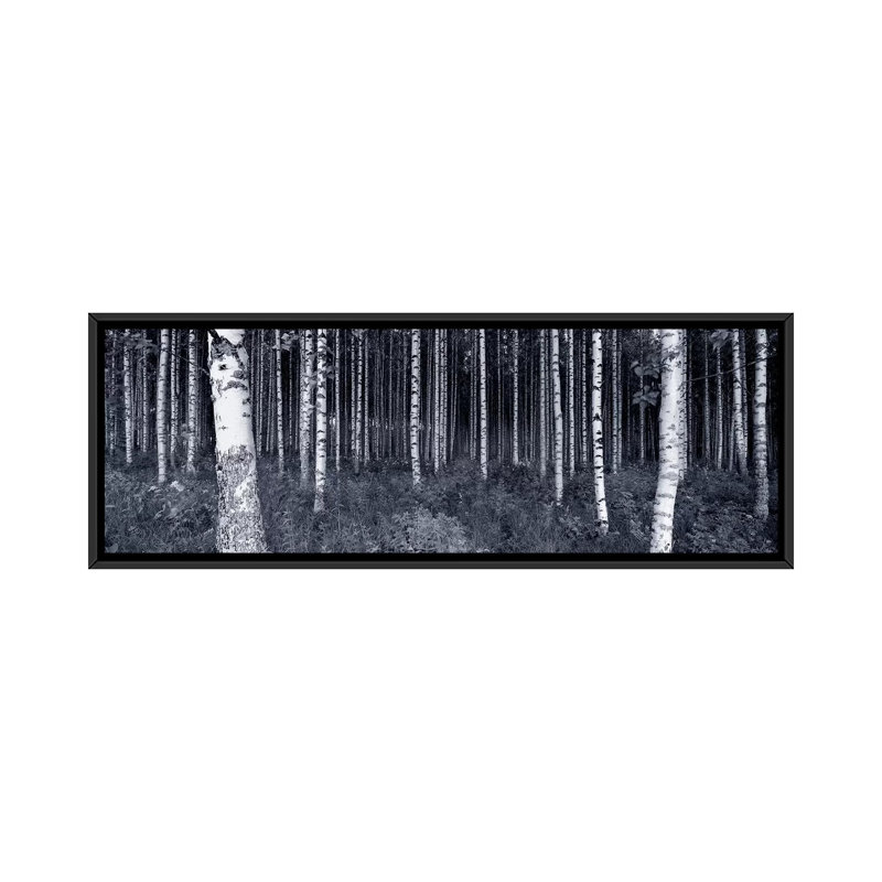 « Panoramic Birch Trees in a Forest, Finland », reproduction de photo sur toile, H 20 po x l 60 po x P 1,5 po