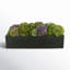 Multi Colored Sedum in Black Planter-1606536663-1606536662