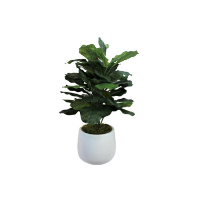 Organic Modern Faux Fiddle Leaf Fig Plant