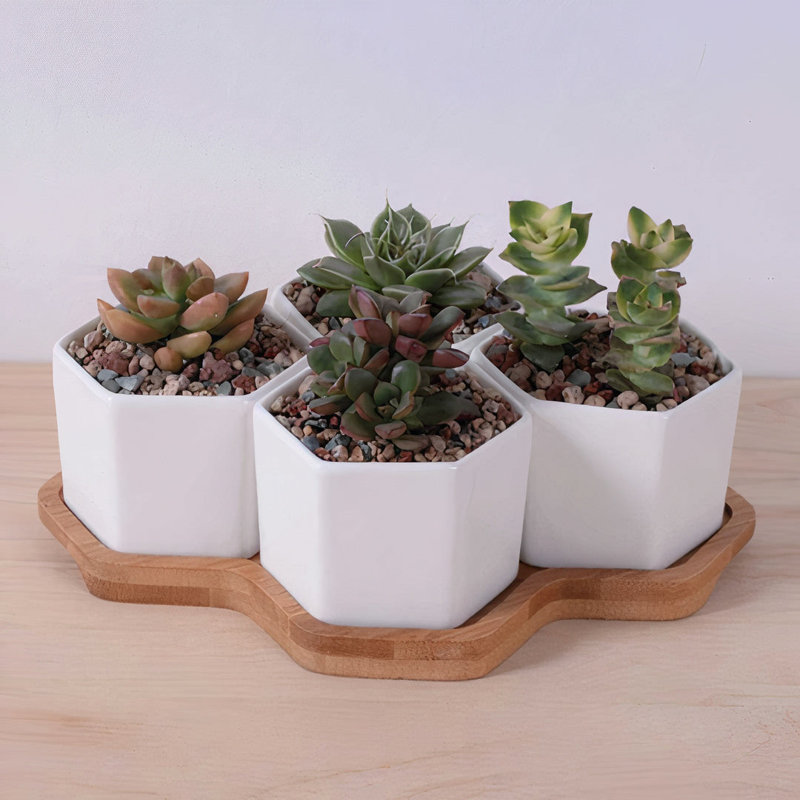 Jhasmin Ceramic Pot Planter