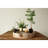 Paulownia Wood Hand Carved Tray-94491998