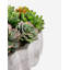 Madison Pleated Ceramic Succulent Arrangement