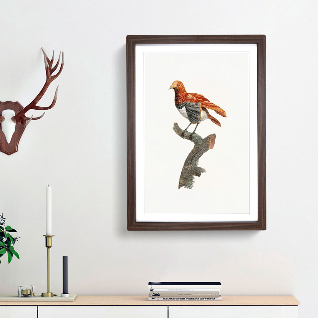 A King Bird of Paradise by Jacques Barraband - Framed Print