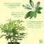 Live Arboricola Plant