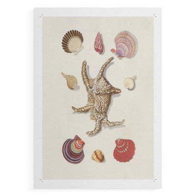 Knorr Shells & Coral II - Impression sur toile seulement - NON CADRE