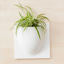 Wall Planter, White