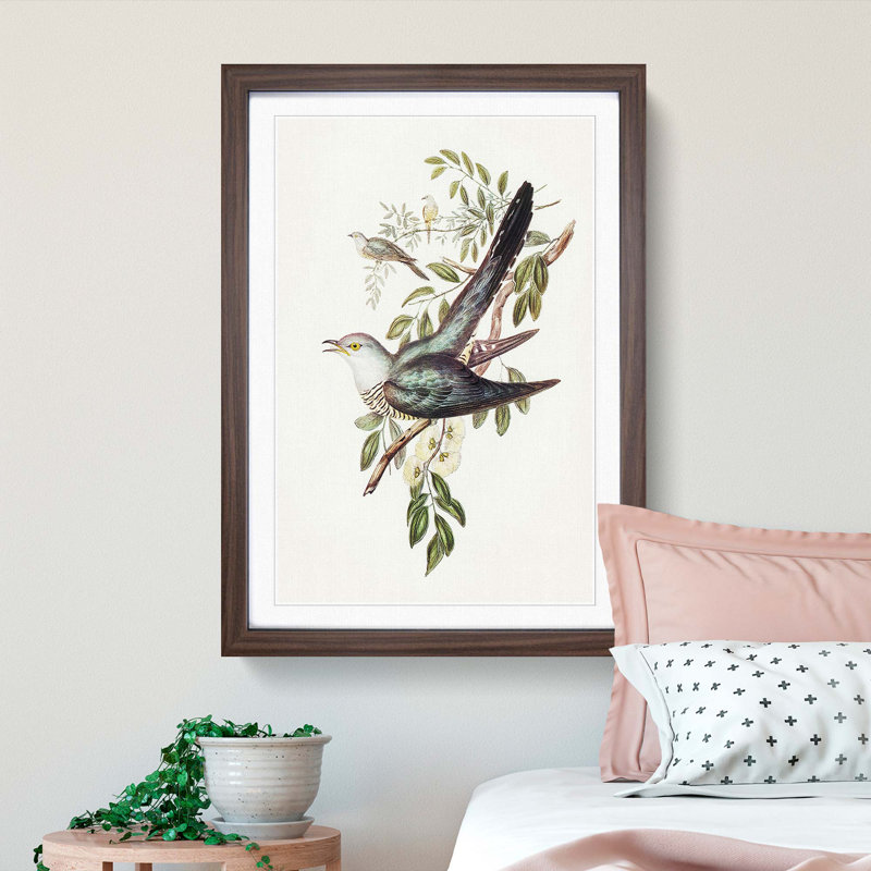Australian Cuckoos by Elizabeth Gould - Framed Print, 63cm H x 45cm W x 2cm D, Walnut Framed