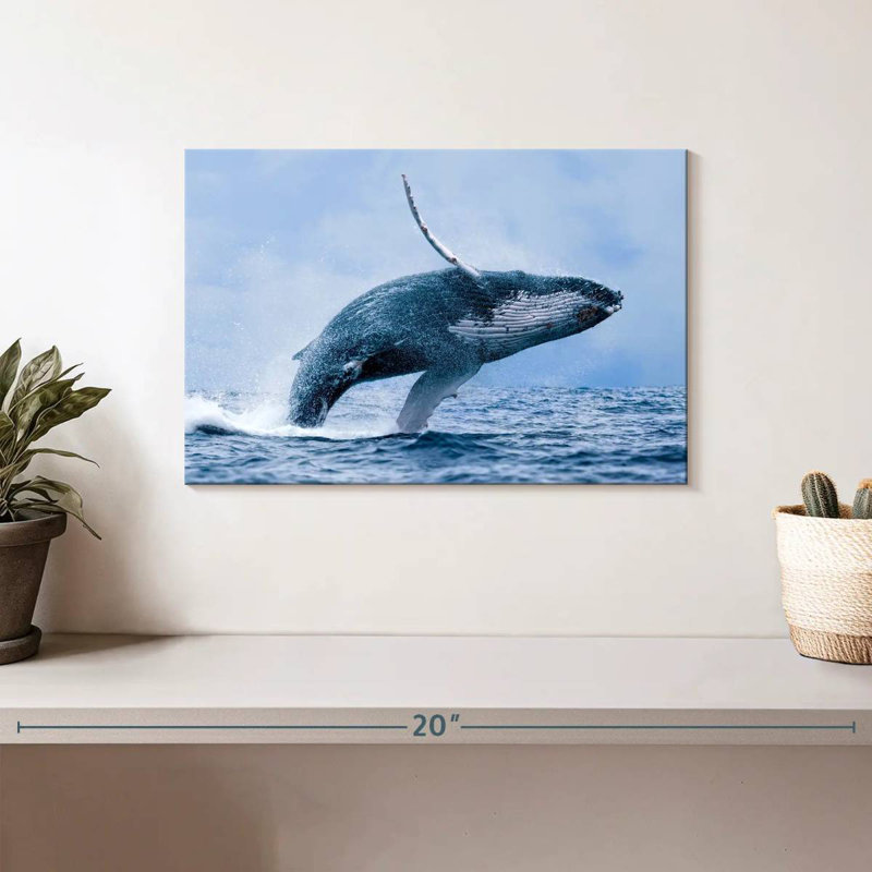 Baleine à bosse Brampt, H 8 po x l 12 po