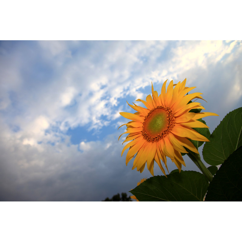 Sunflower by Polarica - Print, 81cm H x 122cm W