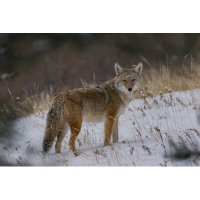 Ethaniel Coyote After A Snowstorm - Wrapped Canvas Print