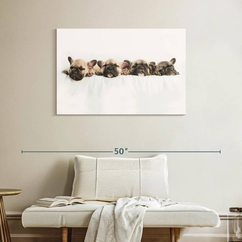 Bouledogue français Brampt faisant la sieste, H 26 po x l 39 po