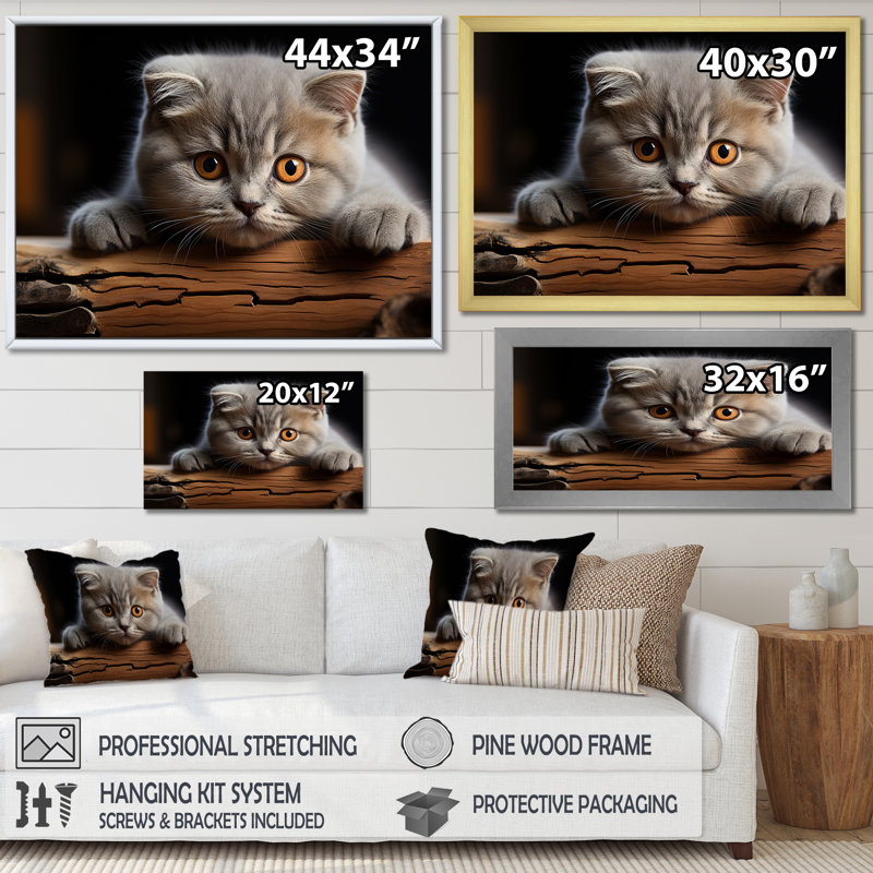 «Cute Scottish Cat Fold Serenity», reproduction d'art sur toile, Cadre simple blanc, H 30 po x l 40 po x P 1,5 po