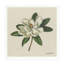 Magnolia Print-907311282