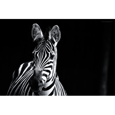 Zèbre - Photographie sur toile tendue