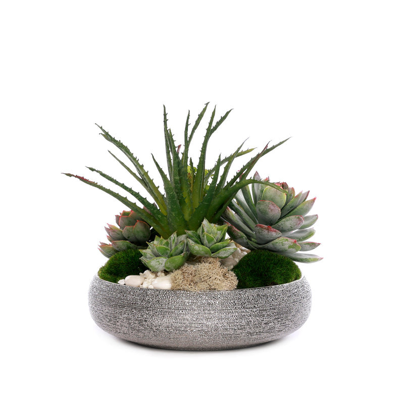 Succulent with Pebbles and Moss in Textured Silver Bowl