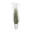 Plante de 70,9 po