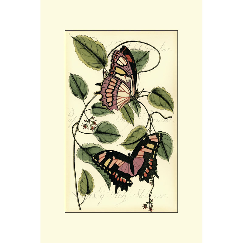 Petite Butterflies IV by Vision Studio - Wrapped Canvas Painting, 46cm H x 30cm W