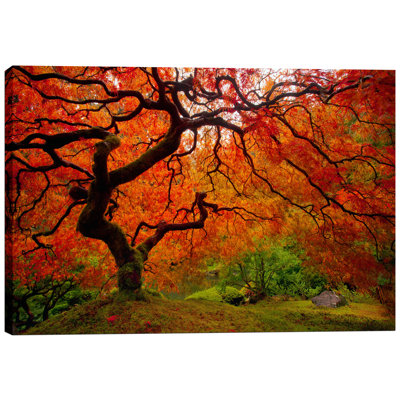 'Tree Fire' by Darren White, Canvas Wall Art