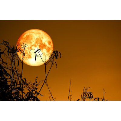 " Full Moon Back " by Chayanan