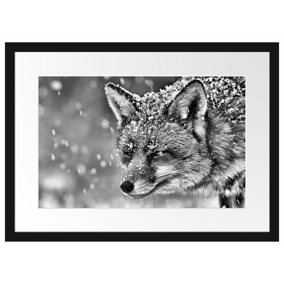 Fuchs im Schnee Gerahmter fotografischer Kunstdruck