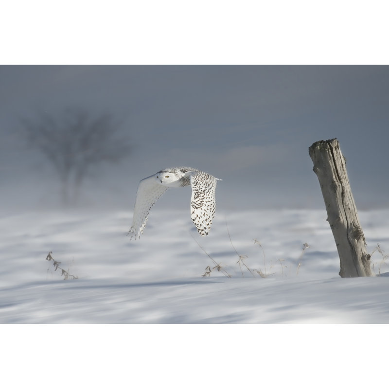 Hibou en vol VI, H 32 po x l 48 po x P 1,25 po
