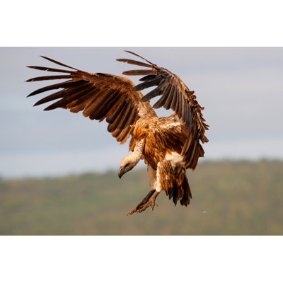 Vautour blanc - Photographie sur toile tendue