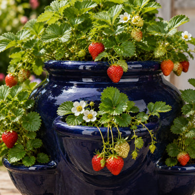 Strawberry Jar - Caribbean Blue
