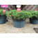 Sagamore Planter