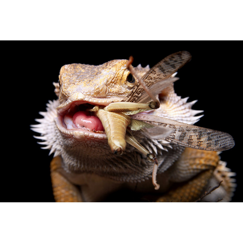 Dragon barbu Elvyn mâchant une sauterelle, H 8 po x l 12 po